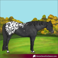 Horse Color:Black Appaloosa