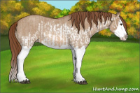 Horse Color:Red Dun Splash  and Red Dun Roan Splash 