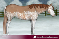 Horse Color:Red Dun Splash  and Red Dun Splash 