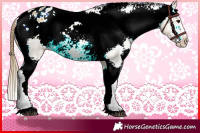 Horse Color:Buckskin Appaloosa