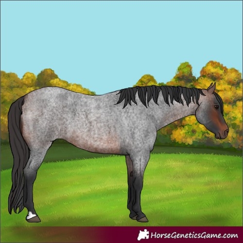 Horse Color:Bay Roan 