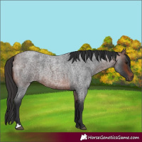 Horse Color:Bay Roan 