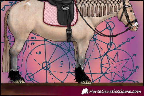 Horse Color:Bay Dun Appaloosa 