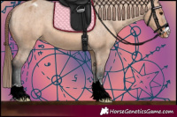 Horse Color:Bay Dun Appaloosa 