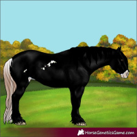 Horse Color:Chestnut Tobiano Blanket Rabicano