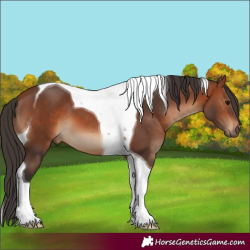 Horse Color:Bay Tobiano 