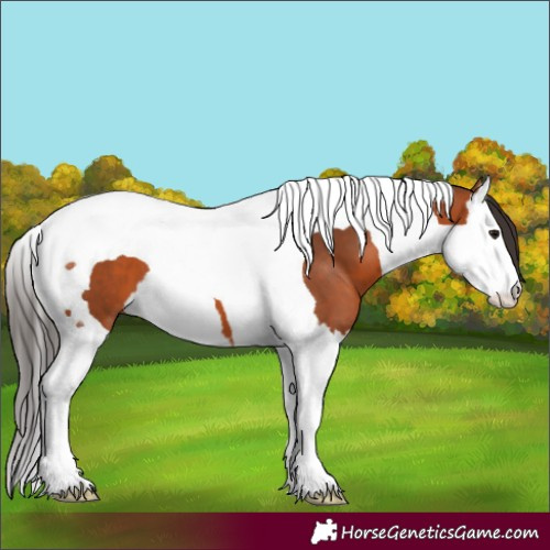 Horse Color:Bay Splash Tobiano 