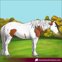 Horse Color:Bay Splash Tobiano 