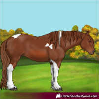 Horse Color:Chestnut Tobiano 