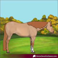 Horse Color:Red Dun Sabino