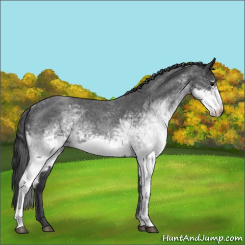 Horse Color:White Spotted Blue Roan 