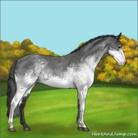 Horse Color:White Spotted Blue Roan