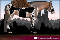 Horse Color:Bay Sabino Frame Appaloosa 