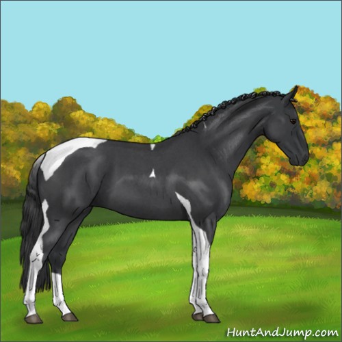 Horse Color:Blue Roan Tobiano 