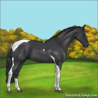 Horse Color:Blue Roan Tobiano 