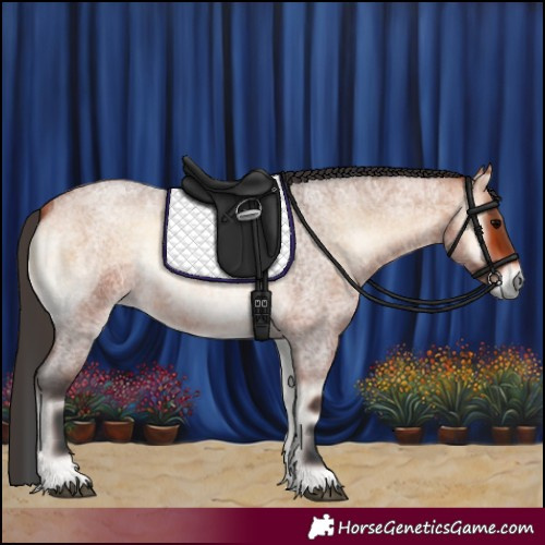 Horse Color:Bay Roan Onyx Rabicano 