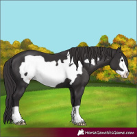 Horse Color:Smoky Black Frame