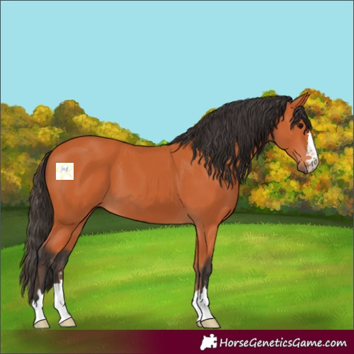 Horse Color:Bay 