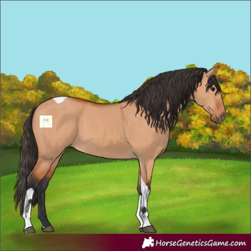 Horse Color:Bay Dun Tobiano Rabicano 