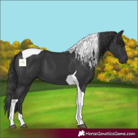 Horse Color:Black Tobiano 