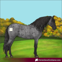 Horse Color:Smoky Blue Roan 