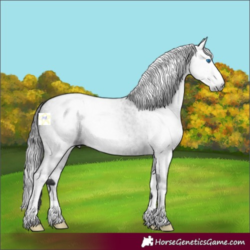 Horse Color:Gray Blue Roan Splash