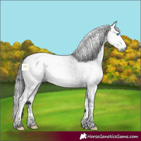 Horse Color:Gray Blue Roan Splash 