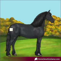 Horse Color:Black 