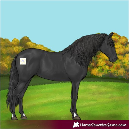 Horse Color:Black 