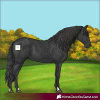 Horse Color:Black 