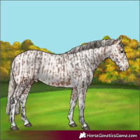 Horse Color:Bay Appaloosa  and Perlino Appaloosa 