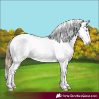 Horse Color:Gold Champagne Roan Dun Splash Tobiano Frame Appaloosa Rabicano 