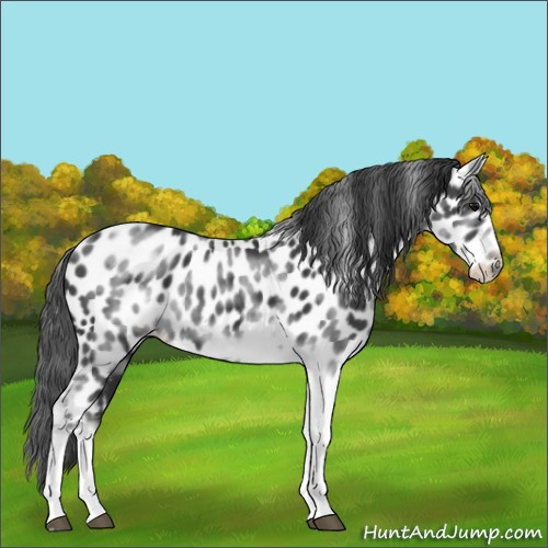 Horse Color:White Spotted Black Splash Tobiano Frame Appaloosa