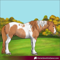 Horse Color:Chestnut Tobiano Rabicano