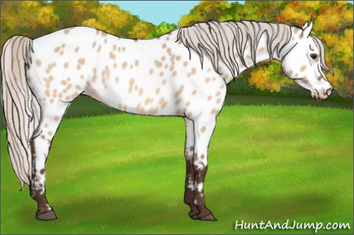 Horse Color:Silver Brown Dun Near Leopard