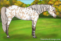 Horse Color:Silver Brown Dun Near Leopard 