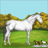 Horse Color:Liver Chestnut Sabino Tobiano Frame 