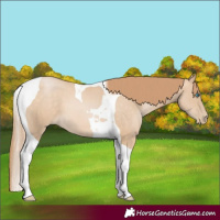 Horse Color:Buckskin Pearl Tobiano 