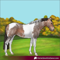 Horse Color:Bay Ice Tobiano