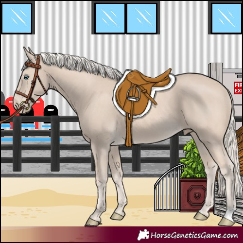 Horse Color:Cremello 