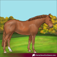 Horse Color:Chestnut 