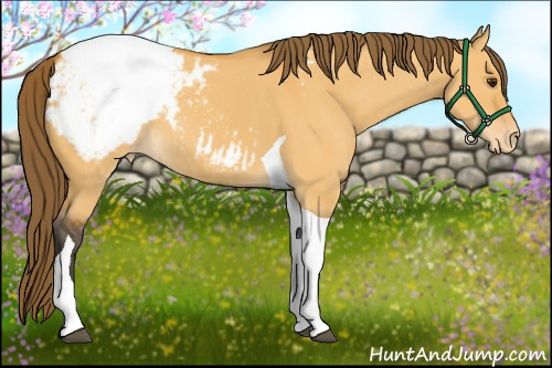Horse Color:Buckskin Dun Tobiano Appaloosa 