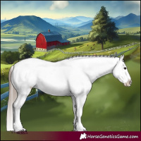 Horse Color:Black Splash Appaloosa 