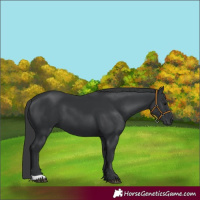 Horse Color:Black 