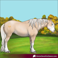 Horse Color:Silver Buckskin Pearl Sabino 