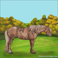 Horse Color:Liver Chestnut and Gold Champagne