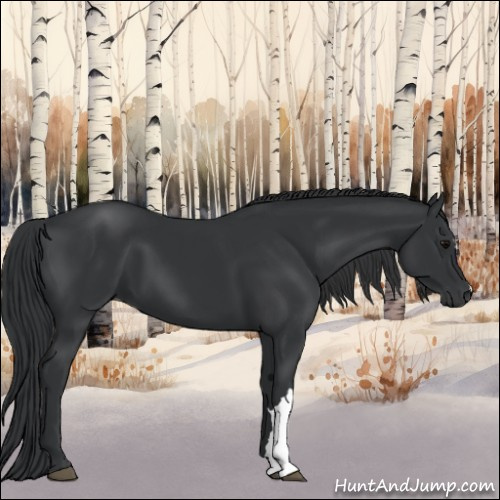 Horse Color:Black 
