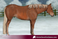 Horse Color:Chestnut  and Chestnut 