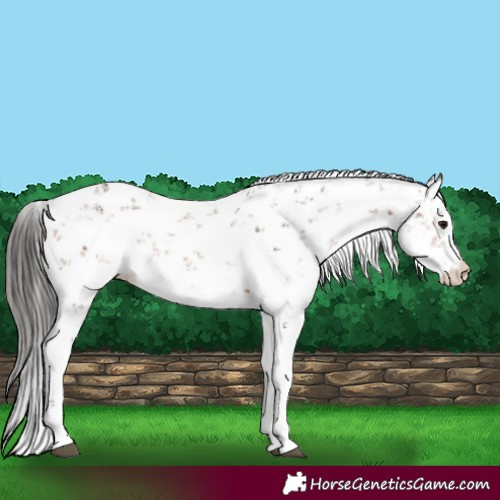 Horse Color:Bay Sabino