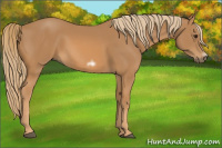Horse Color:Chestnut Frame 